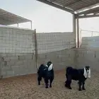 معزا عوارض