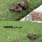 سلحفاه