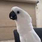 فرخ كوكاتو امبريلا (( تم البيع))