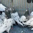 حمام باكستاني للبيع