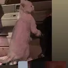 قط للتبني العاجل