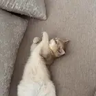 قطه برتش
