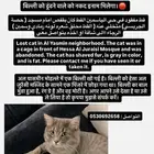 مكأفاة مالية لمن يجد القط المفقود