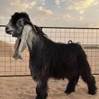 تيس صنف معرف