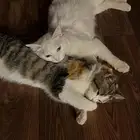 قطط لتبني