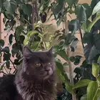 قطه للتبني انثى شيرازيه