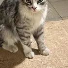 قط للتبني