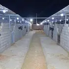 اسطبل للتقبيل