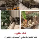 قطتي مفقوده اسمها لولي اللي يلقاها ولا يعلمني ماني مسامحته