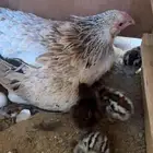 دجاج رقاد