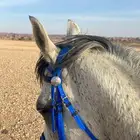 خيل