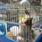 هامستر سوري