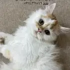 قطط شيرازي لتبني