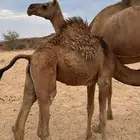 3 قعدان كفوو للبيع