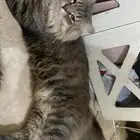 قط للتبني