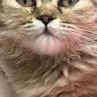 قطة للبيع العمر شهرين