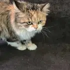 قطوه للتبني