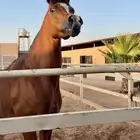حصان مكس حفيد اف شمال