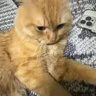 قط للتبني