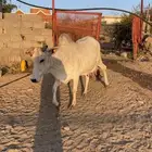 بقره بلدية ناتج كفو