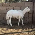 طلي فحل صنف الصنف مشروط ينسف