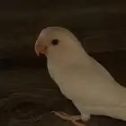 بغباء روز