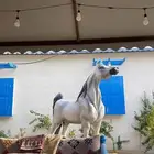خيل