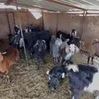 معزا
