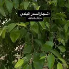 حناء جديد عضوي