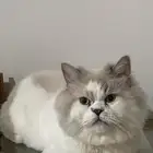 قط عمره 3سنين