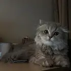 تبني قطه مع اغراضها