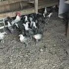دجاج فيومي بياض