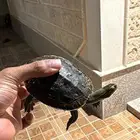 سلحفاه للبيع