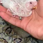 فرخ روز البينو