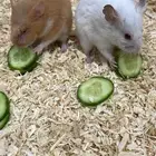 زوج هامستر نوع سوري عمر صغير