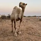 خلفه كفو ام خامس حدرها قعود كفو التواصل خاص