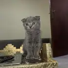 سكوتش فولد للبيع