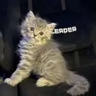 سكوتش ستريت بلو (تم البيع)