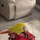 كنيور اليف يلعب ويرقص ويبوس