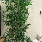 شجرة طول 180 للبيع