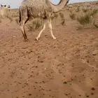 قعود اشقح علياني