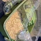 هامستر روسي