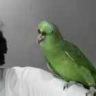 يلوناب كابتن كلام