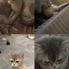 قطوة سكوتش للتبني