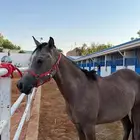 للبيع مهر واهو فاخر