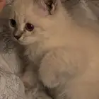 قطه كتن للبيع