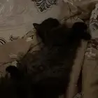 بسه عمرها أربع شهور بيع