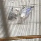 اجوز روز وا فيشر