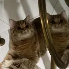 قطه للتبني