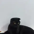 قط ذكر اسكوتش